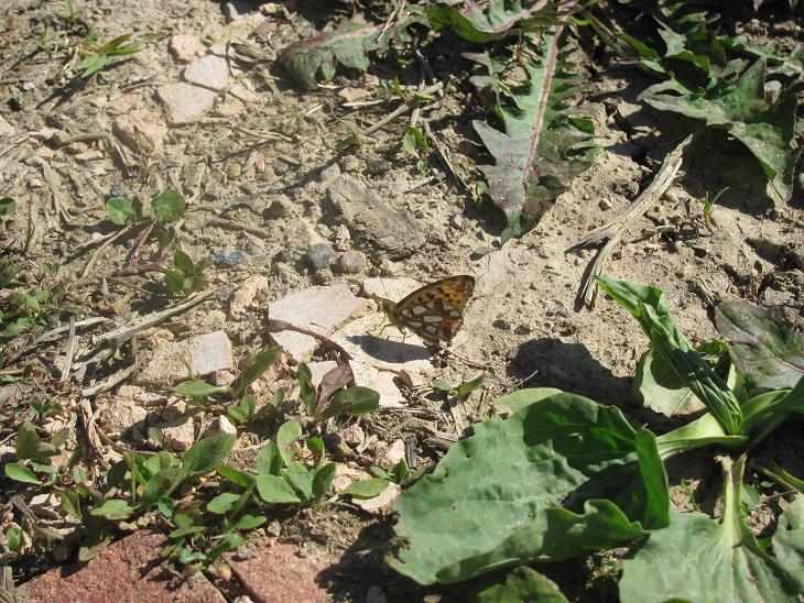 Issoria lathonia, variante piccola